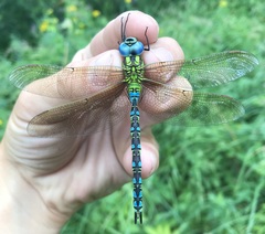 Aeshna viridis