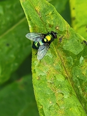 Lucilia sericata