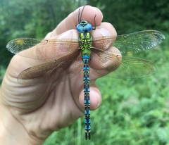 Aeshna viridis