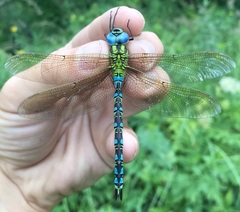 Aeshna viridis