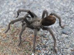 Aphonopelma iodius