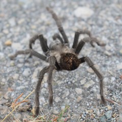 Aphonopelma iodius