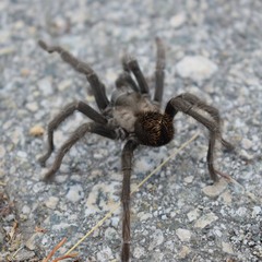 Aphonopelma iodius