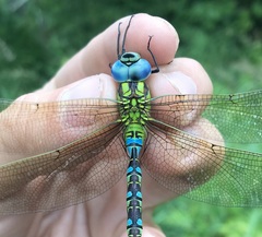 Aeshna viridis