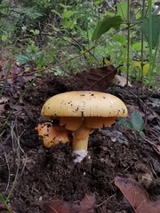 Amanita basii