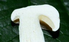 Xanthoconium stramineum image