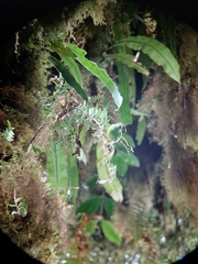 Chlorophonia callophrys