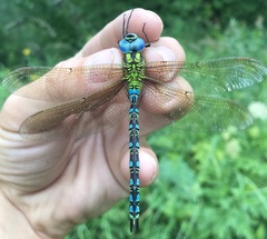 Aeshna viridis