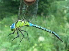 Aeshna viridis