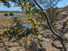 Vachellia brandegeana