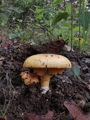 Amanita basii