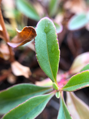Penstemon ellipticus
