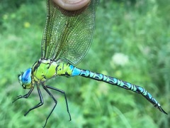 Aeshna viridis
