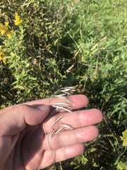 Bromus kalmii
