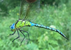 Aeshna viridis
