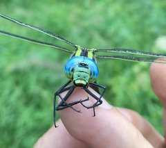 Aeshna viridis