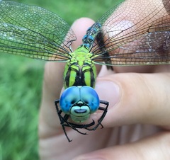 Aeshna viridis