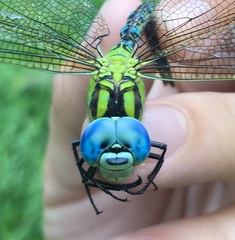 Aeshna viridis