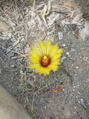Coryphantha salinensis