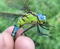 Aeshna viridis
