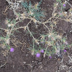 Centaurea calcitrapa