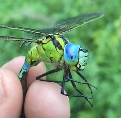 Aeshna viridis