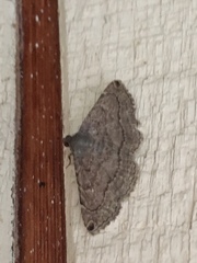 Toxonprucha clientis