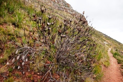 Protea repens
