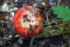 Russula amarissima