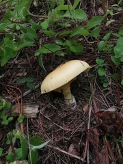 Amanita basii