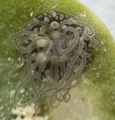 Bunodeopsis globulifera