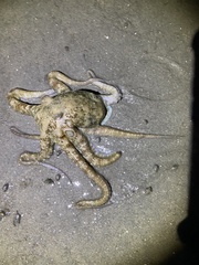 Octopus bimaculoides