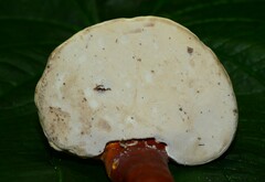 Ganoderma ravenelii