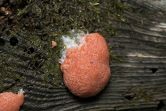 Tubifera