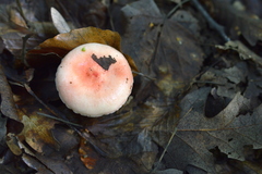 Russula luteotacta