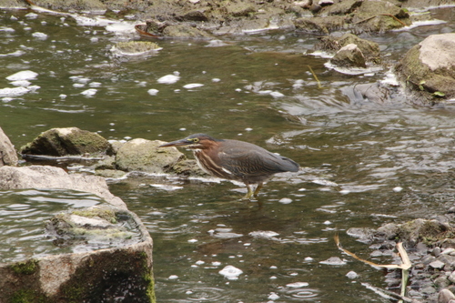 Green Heron photographed in Minnesota