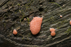 Tubifera