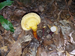 Ganoderma ravenelii