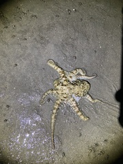 Octopus bimaculoides
