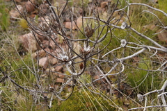 Protea repens