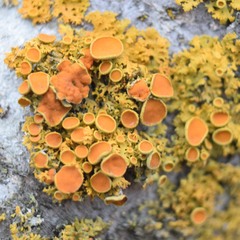 Xanthomendoza hasseana
