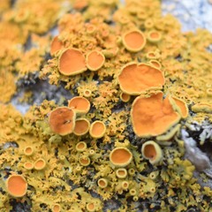 Xanthomendoza hasseana