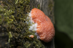 Tubifera