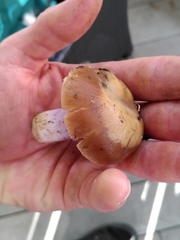 Cortinarius mucifluoides