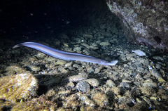 Conger conger