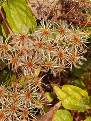 Clematis vitalba