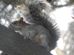 Sciurus aureogaster
