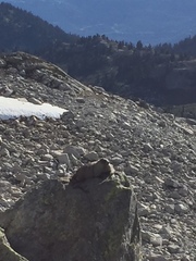 Marmota