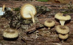 Lentinus