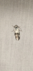 Acontia lucida